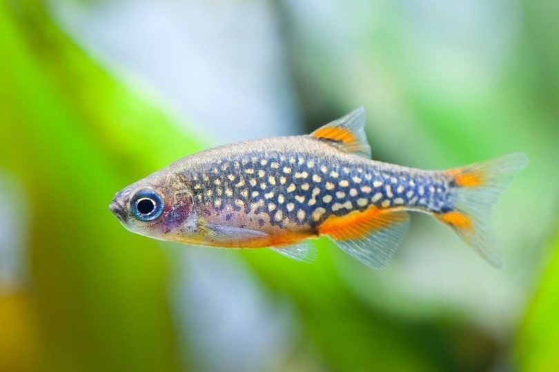 danio ngọc trời