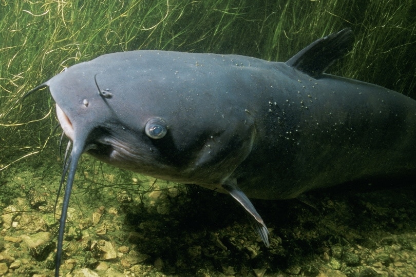 channel catfish in the wild