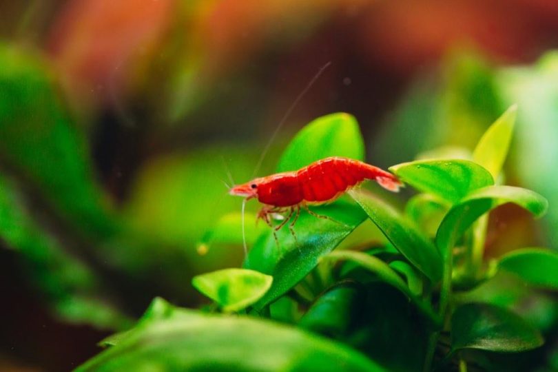 cherry shrimp climbing on plants