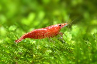 red cherry shrimp