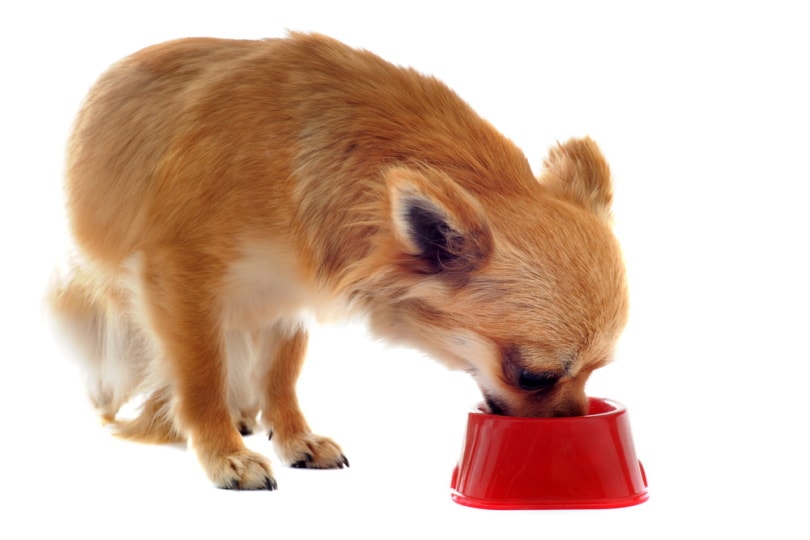 A Chihuahua dog eating food