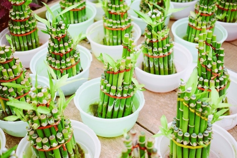 tre may mắn trung quốc