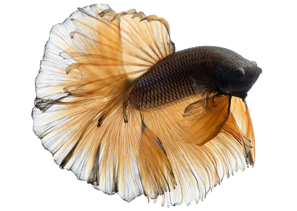 cá betta sô cô la