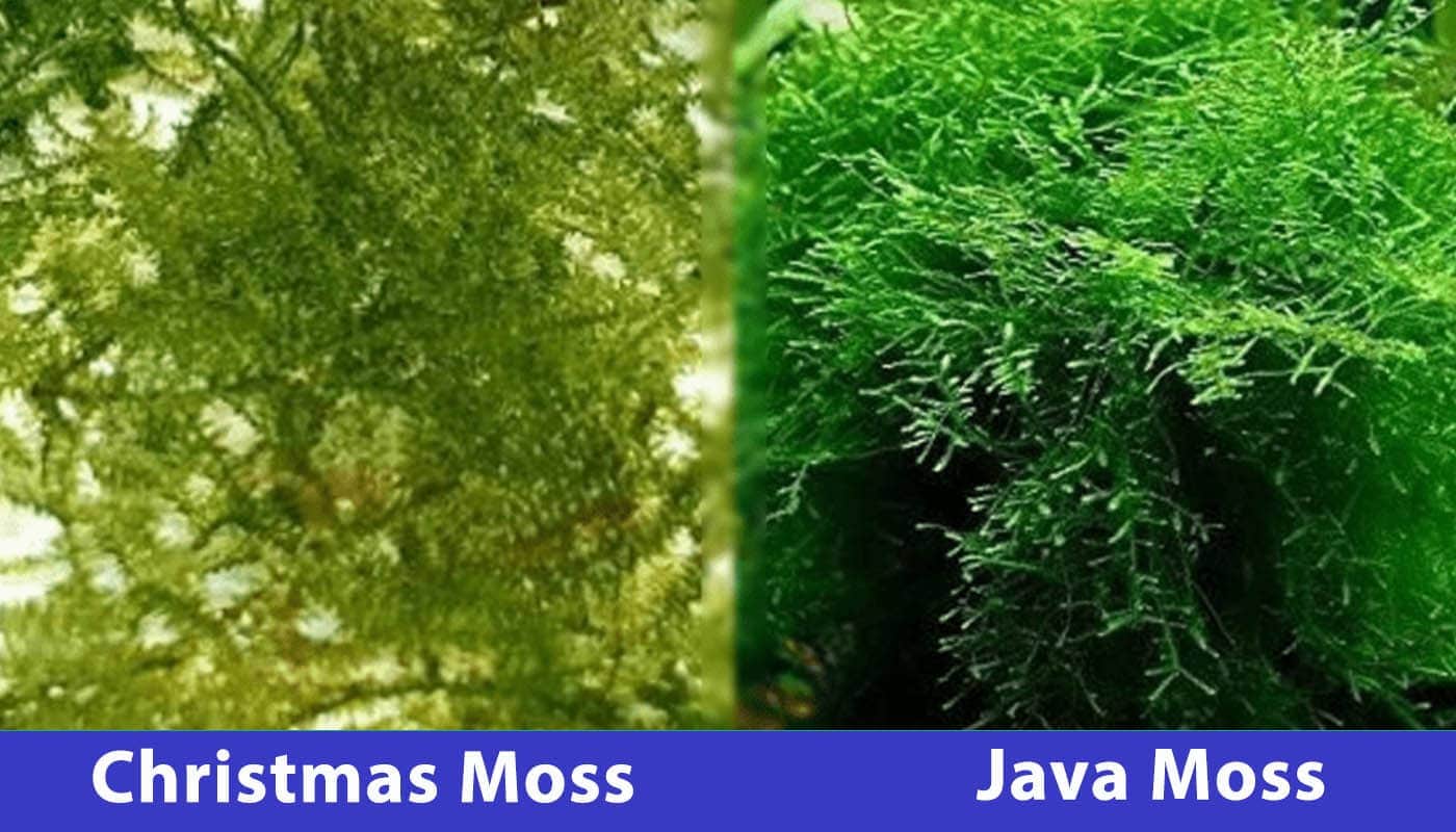christmas moss vs java moss comparison