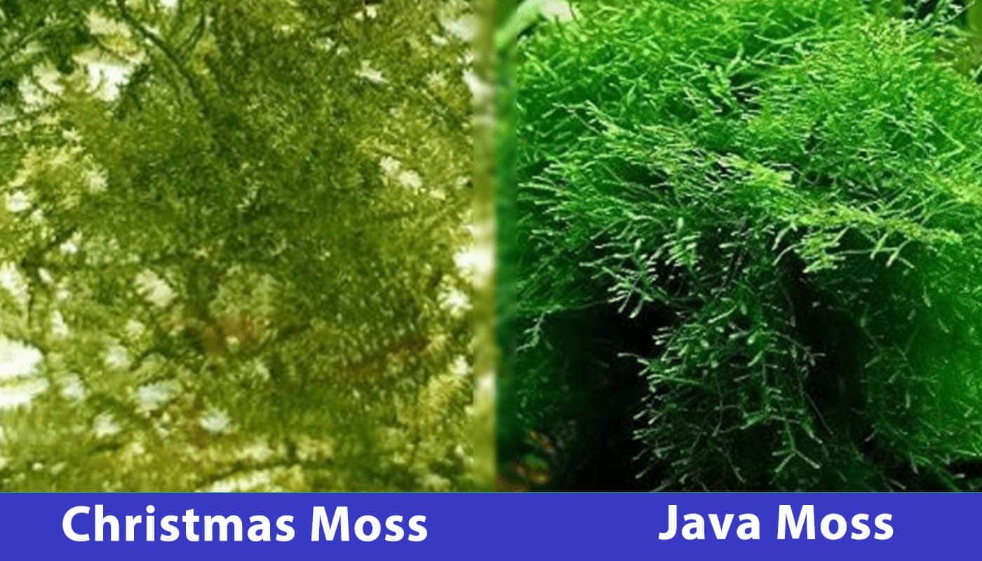 Christmas Moss