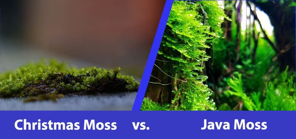 christmas vs java