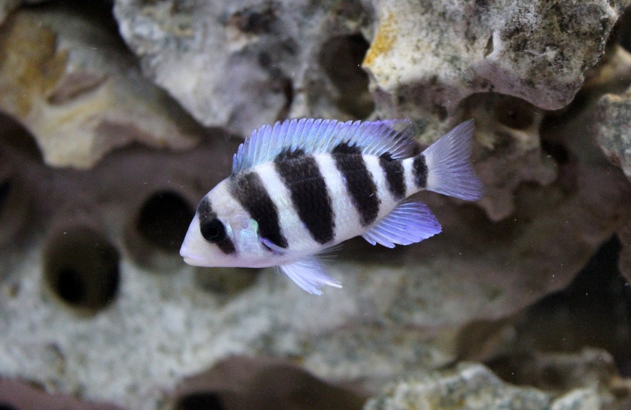 cichlid with stone in the background