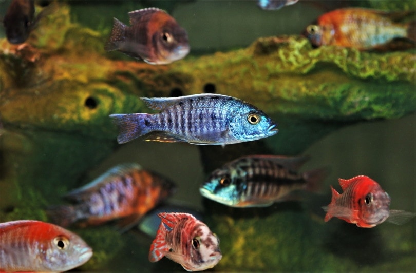 cichlids in aquarium
