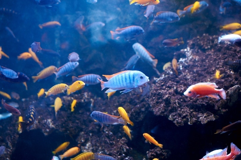 cichlids in aquarium