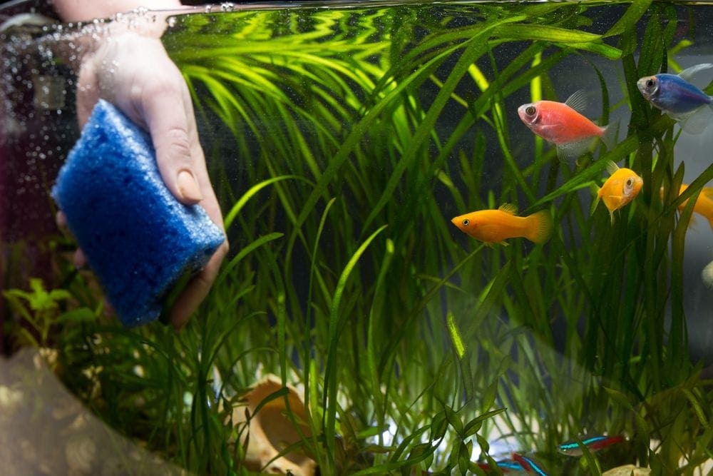 cleaning aquarium