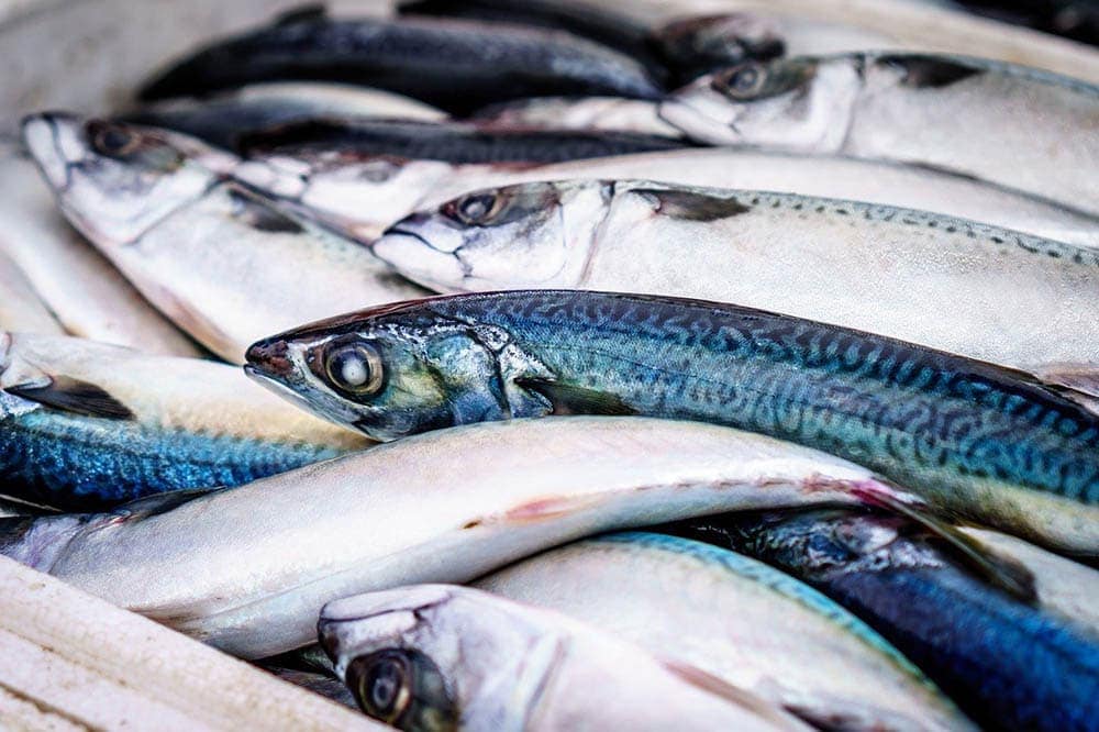 close up freshly catched fish