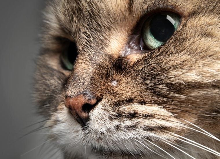How to Treat Sebaceous Cysts on Cats Our Vet Answers (With Infographic