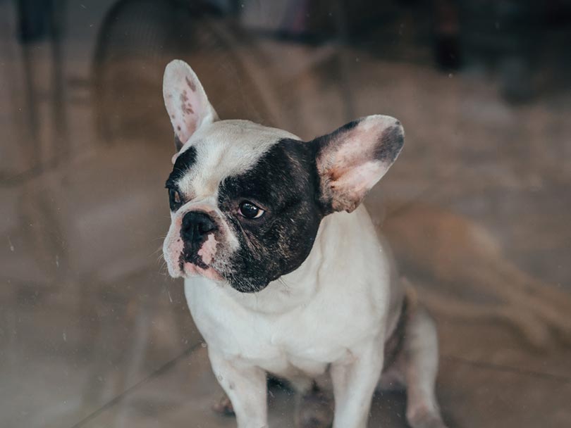 close up of a french bulldog