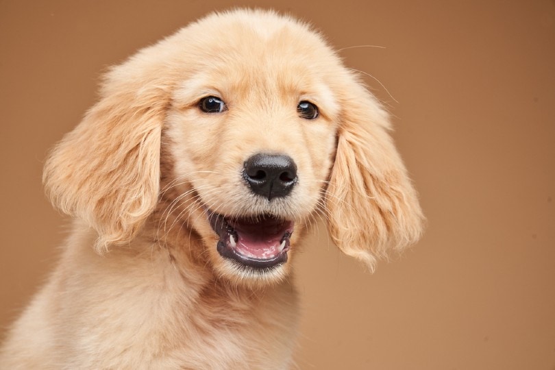 close up of a golden retriever puppy showing its teeth