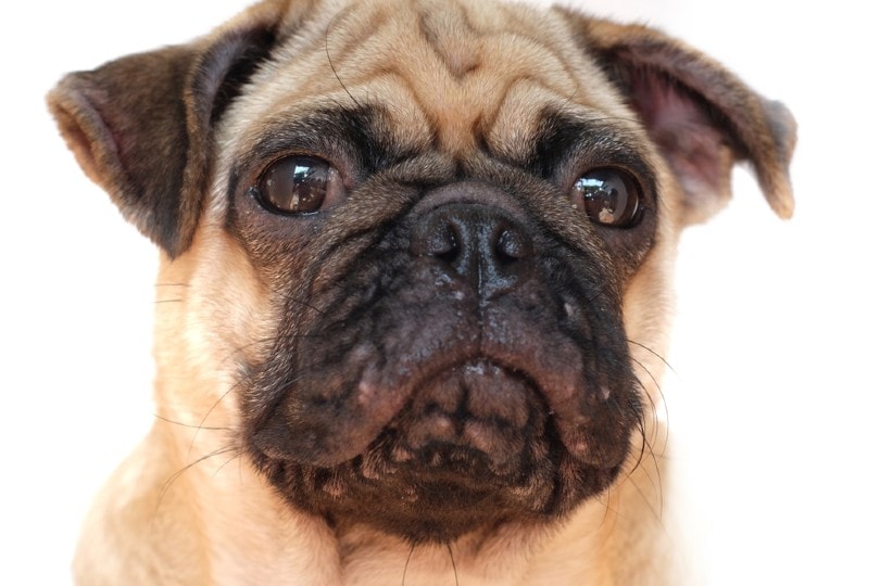 close up of a pug with canine acne