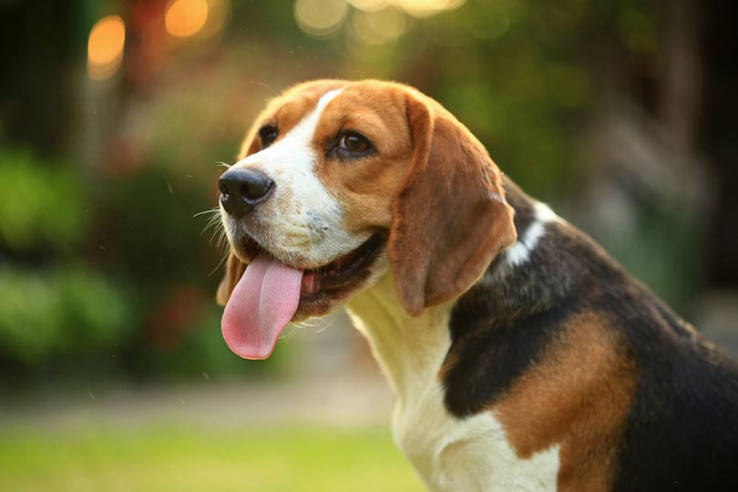 close up of beagle dog outdoor