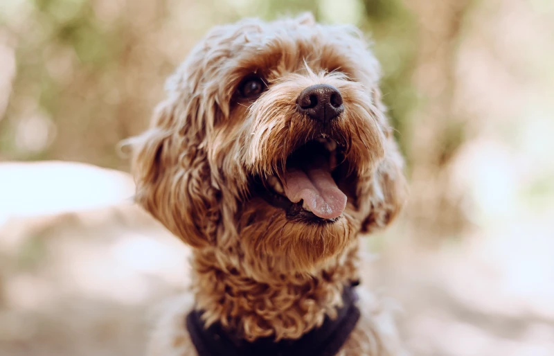 close up of cavapoo dog with its tongue out
