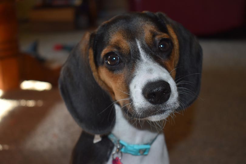 close up of pocket beagle puppy