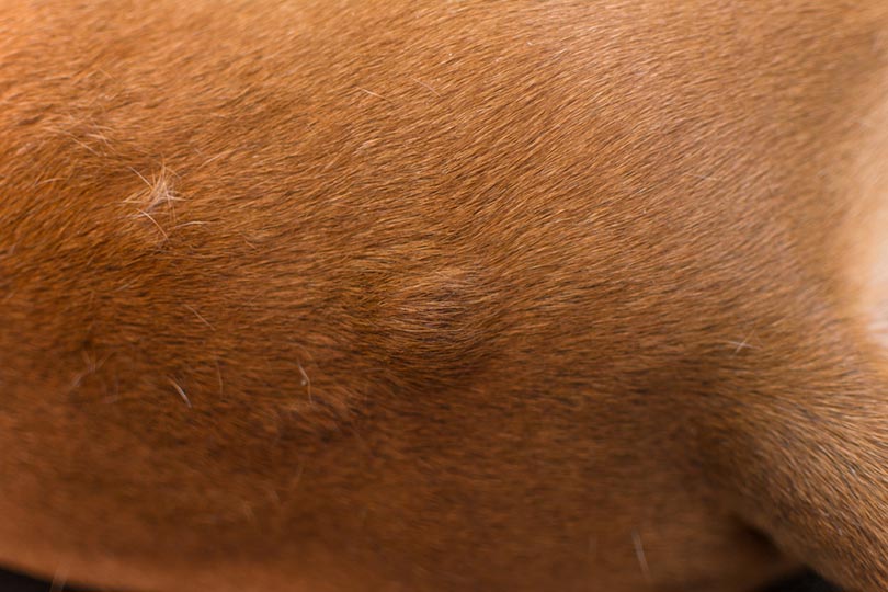 close-up photo of a dog allergic bumps_Todorean-Gabriel_Shutterstock