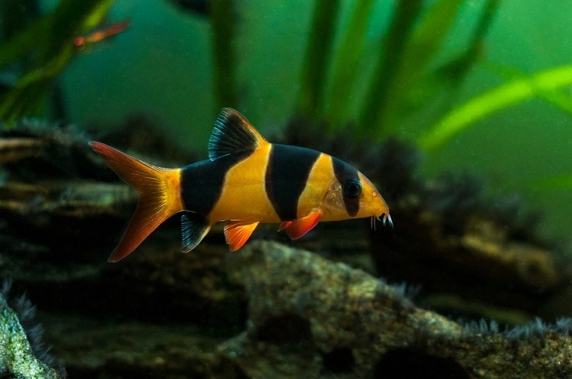 chú hề chạch