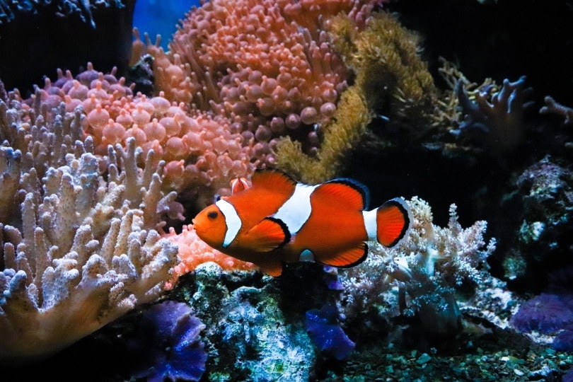 clownfish in natural habitat