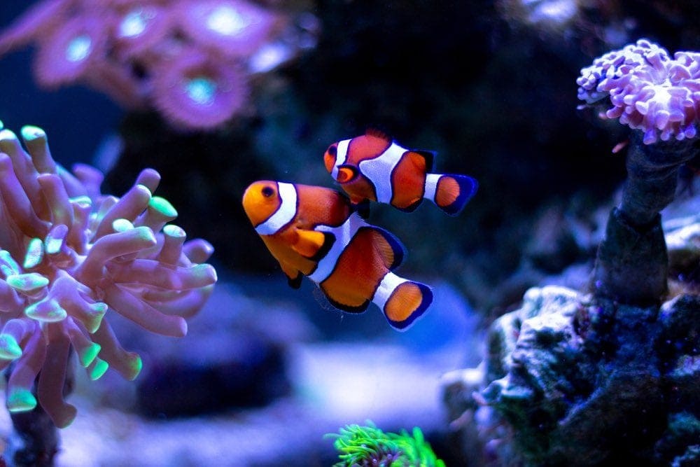 Saltwater clearance safe aquariums