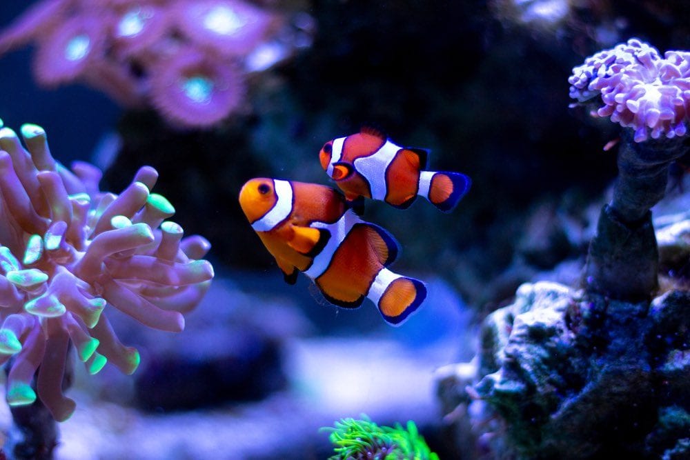 Clownfish swimming in an aquarium