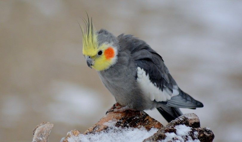 cockatiel in snow