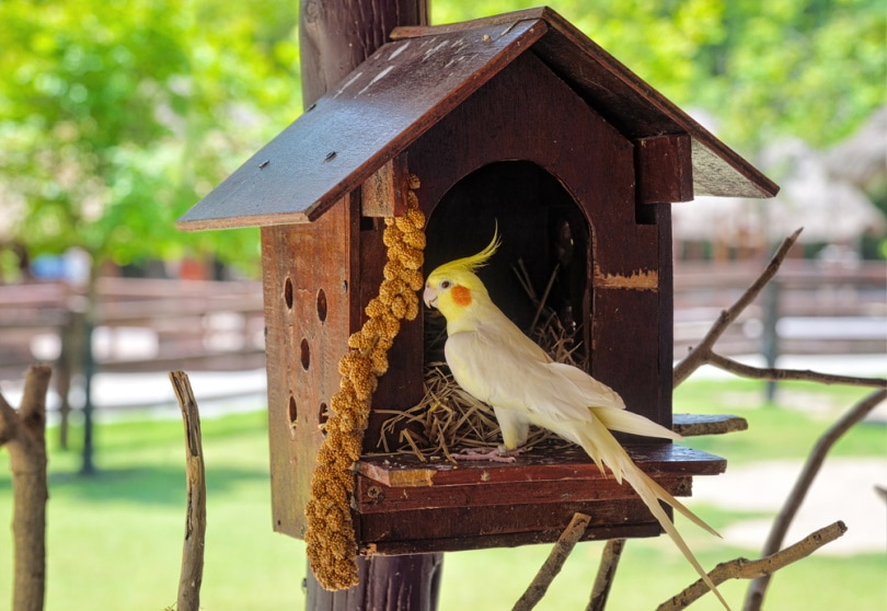 cockatiel making nest