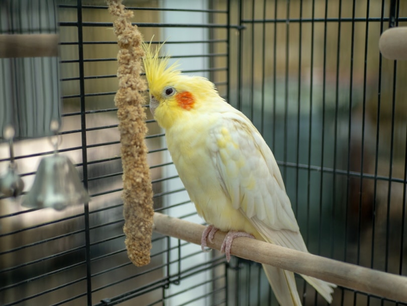 cockatiel inside cage eating