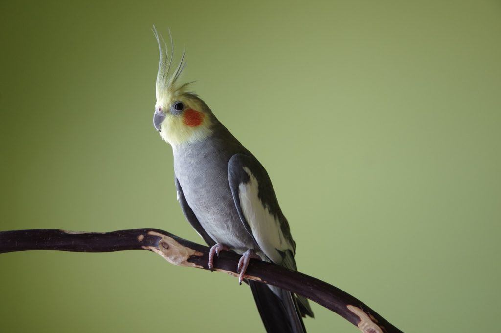 cockatiel on branch