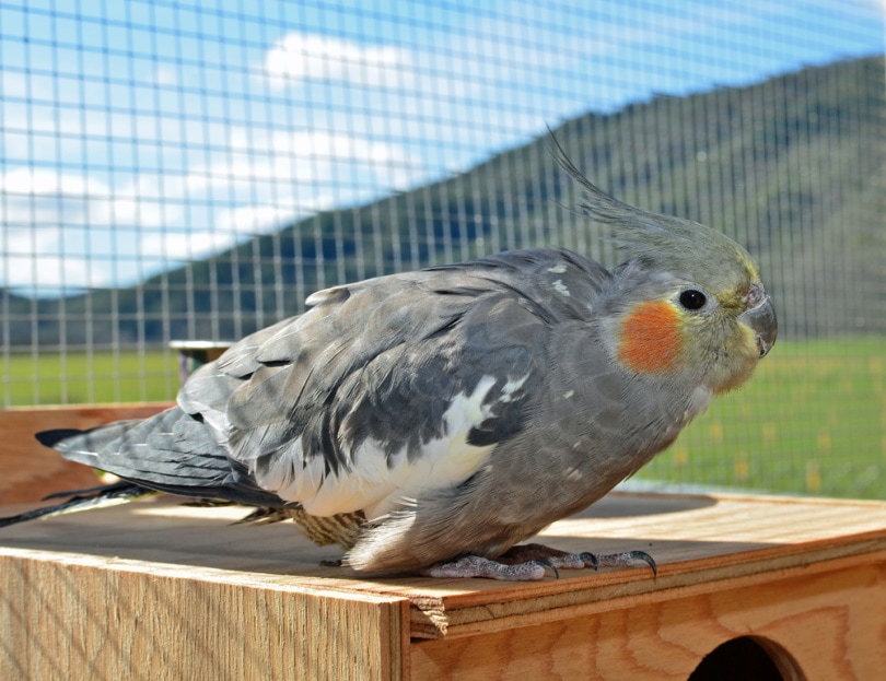 cockatiel sitting on wood