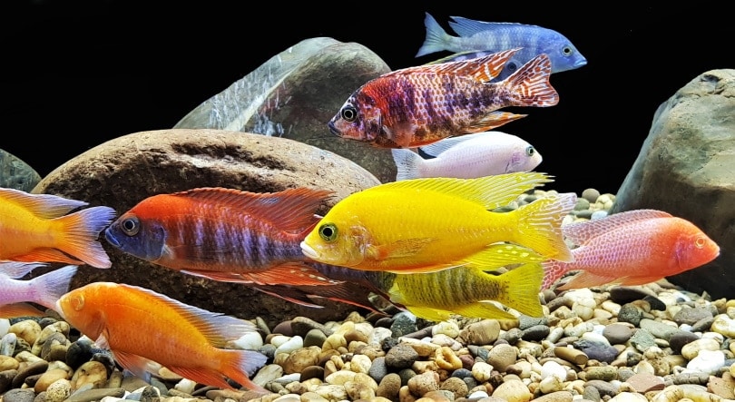 colorful cichlids in aquarium