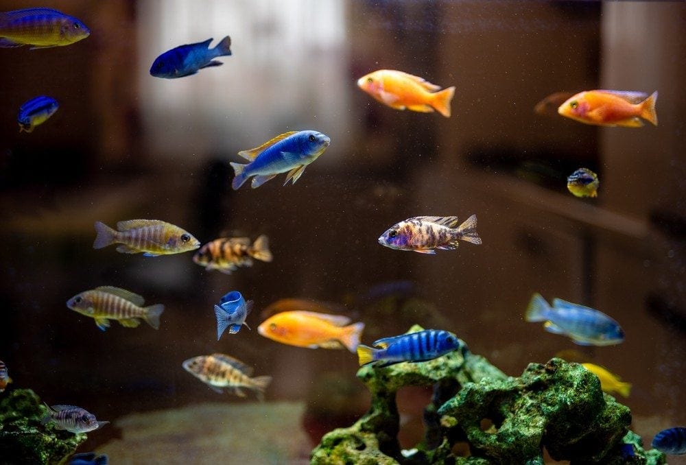 Colorful cichlids swimming in tank