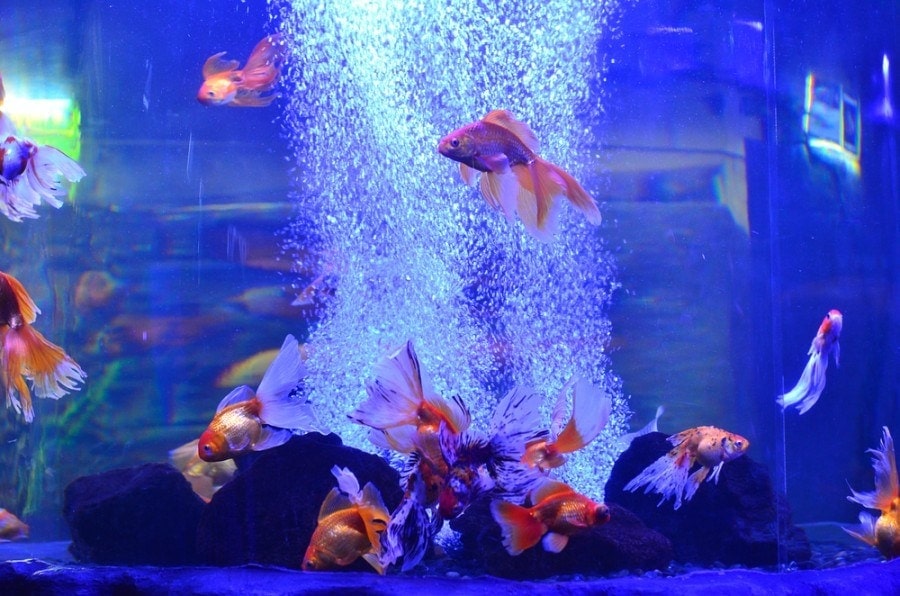cá đầy màu sắc trong bể với bong bóng