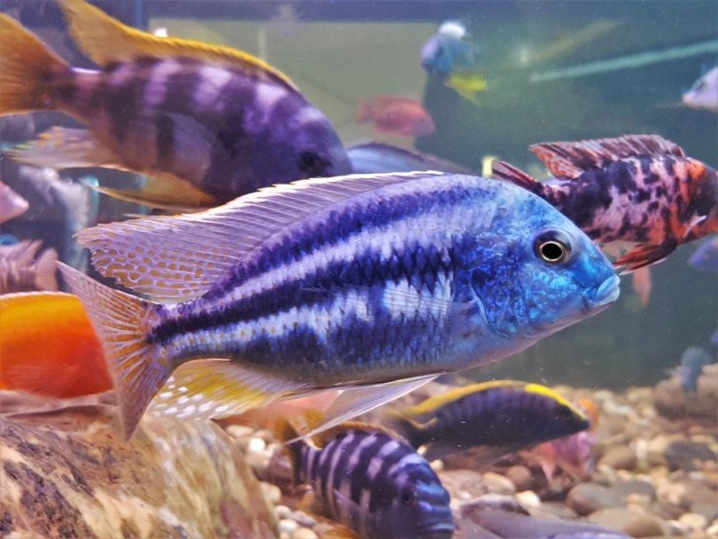 colorful mbuna cichlids in tank with rocks