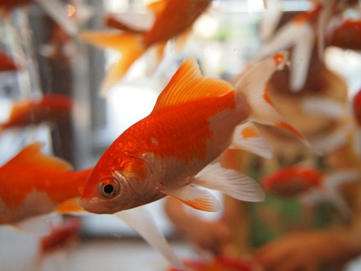 Keeping Feeder Goldfish as Pets 5 Things to Know First Hepper