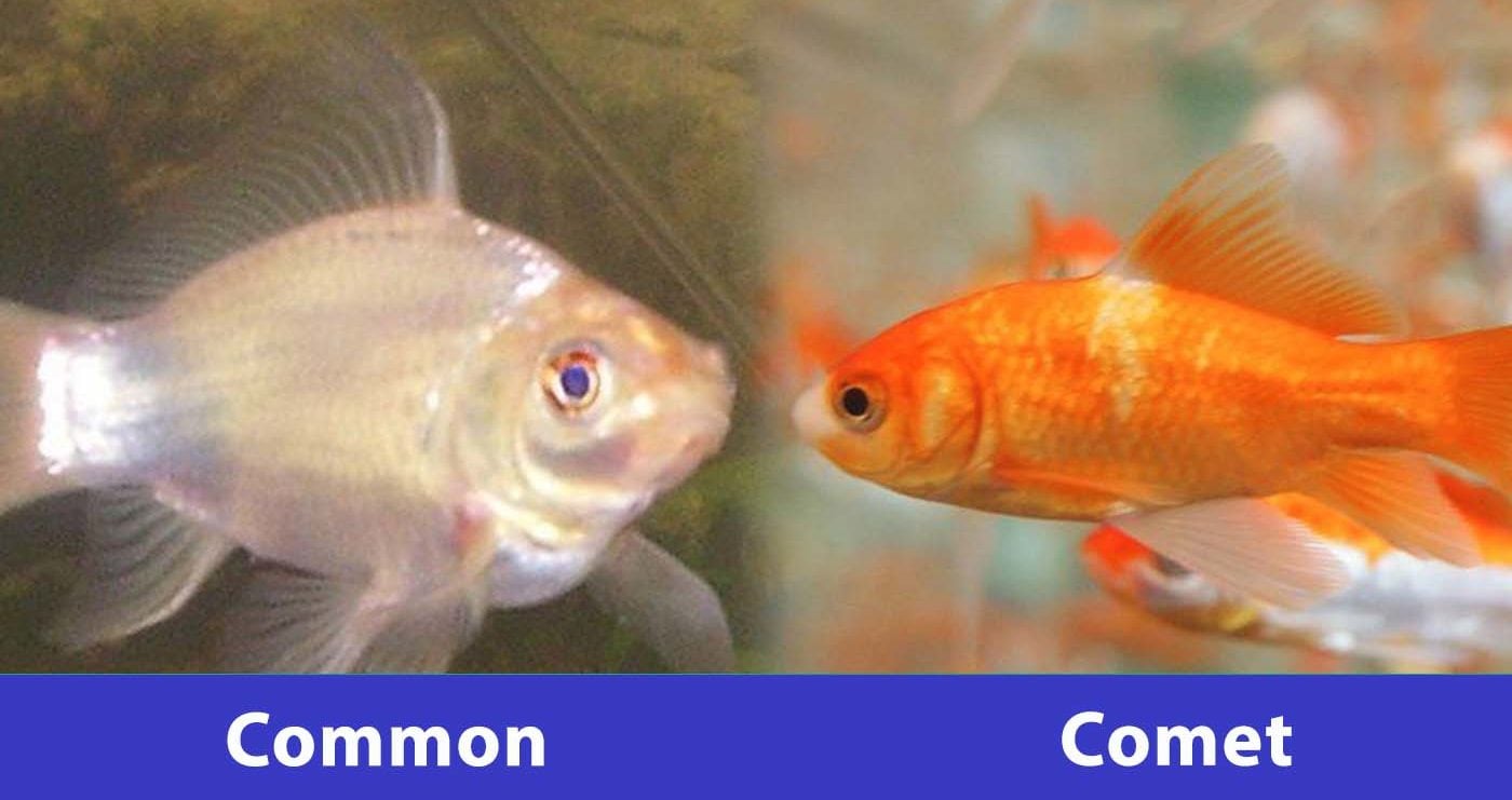 Common Goldfish vs Comet Goldfish What's the Difference? (With