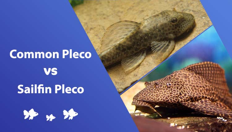common pleco vs sailfin pleco