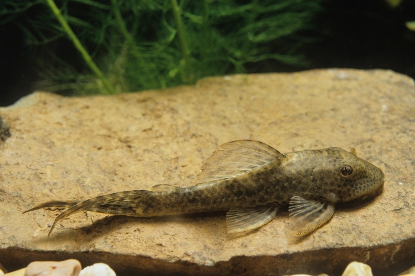 pleco chung