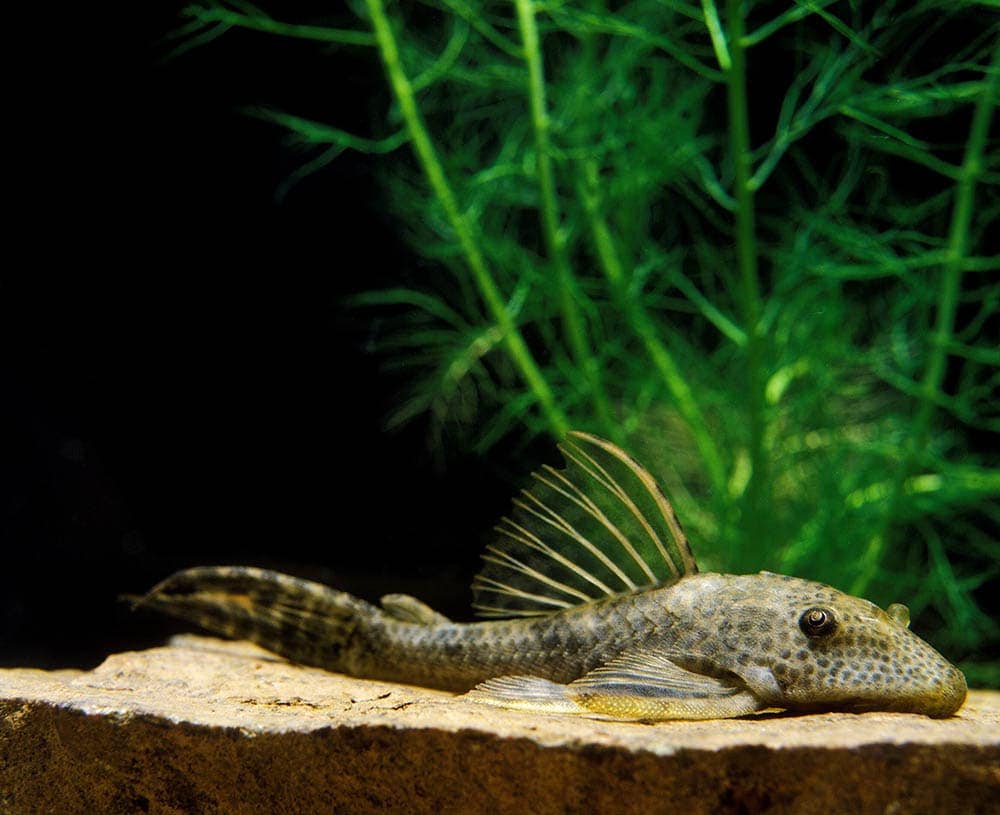 Pleco thông thường