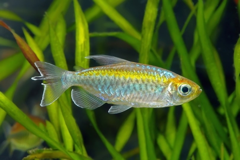 congo tetra fish in aquarium