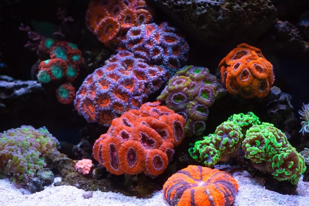 coral reef colony