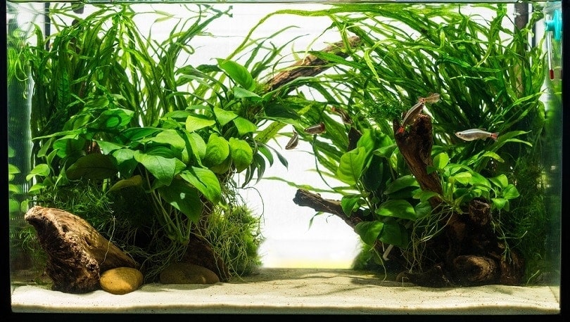 freshwater aquarium plants list