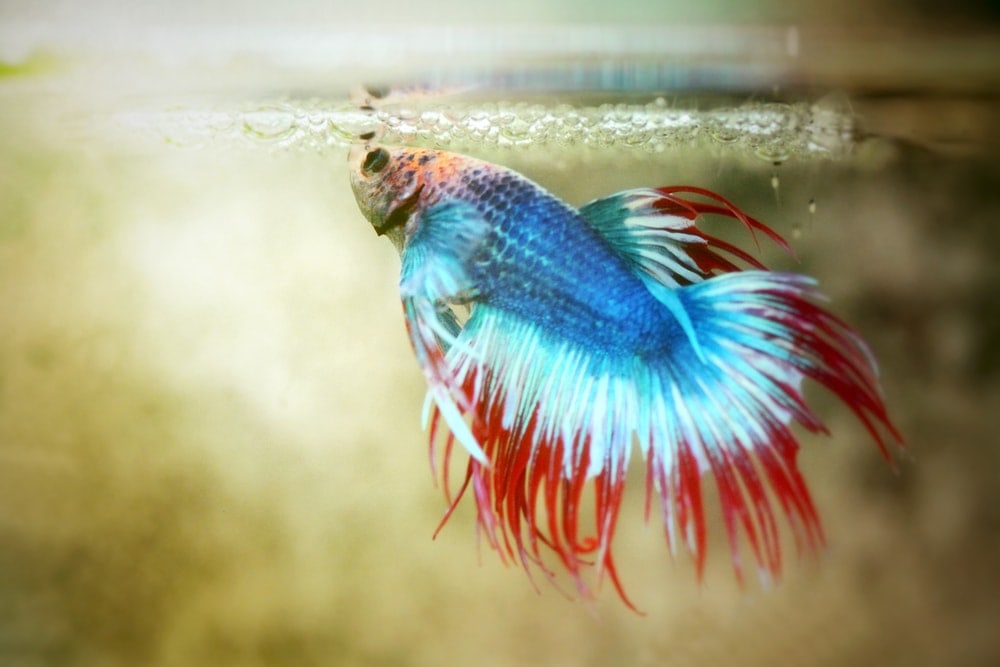 crowntail betta fish feeding