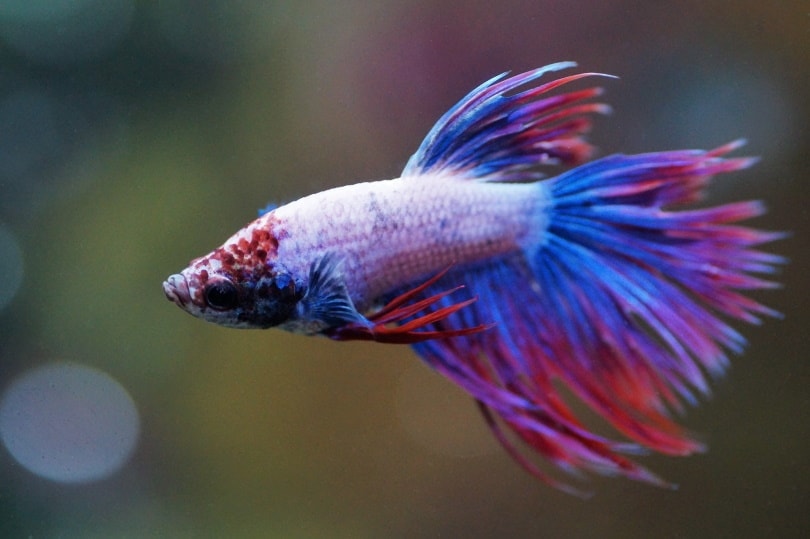 crowntail betta fish