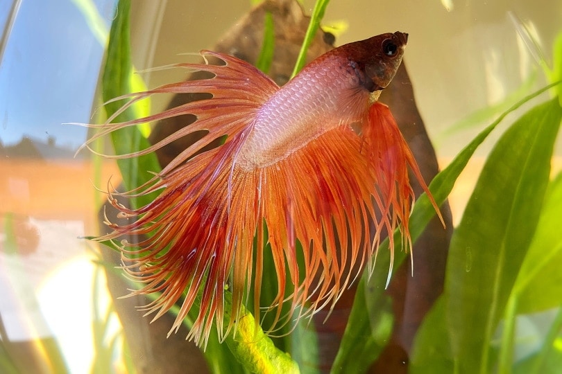 crowntail betta