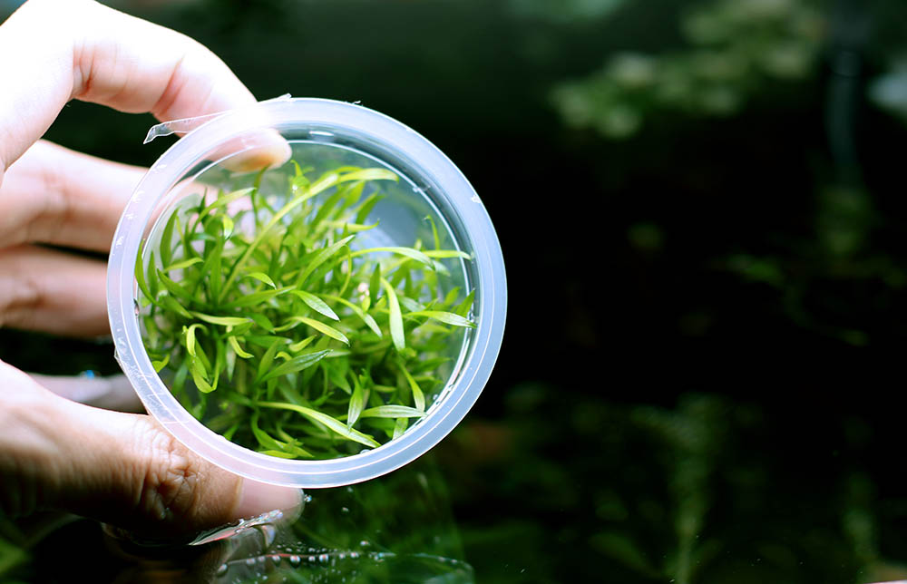 cryp parva in tissue culture bottle