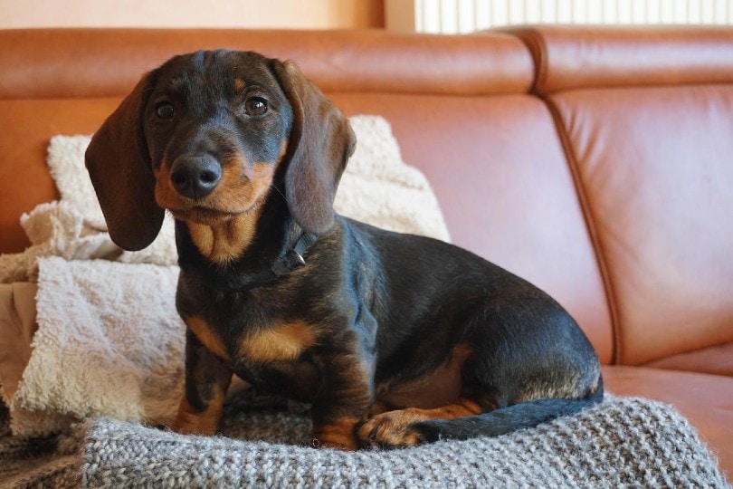 dachshund dog sitting on the couch