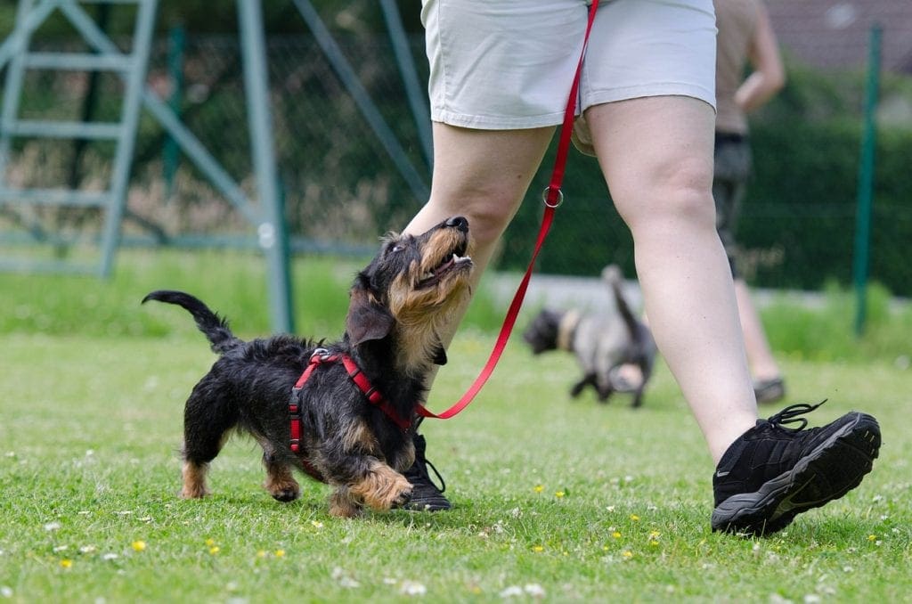 dachshund in training